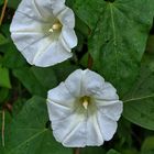 Echte Zaunwinde - Calystegia sepium