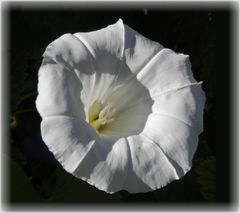 Echte Zaunwinde (Calystegia sepium subsp. sepium)