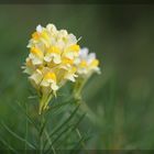 Echten Leinkraut (Linaria vulgaris)