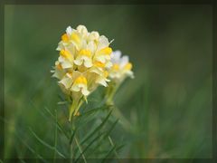 Echten Leinkraut (Linaria vulgaris)