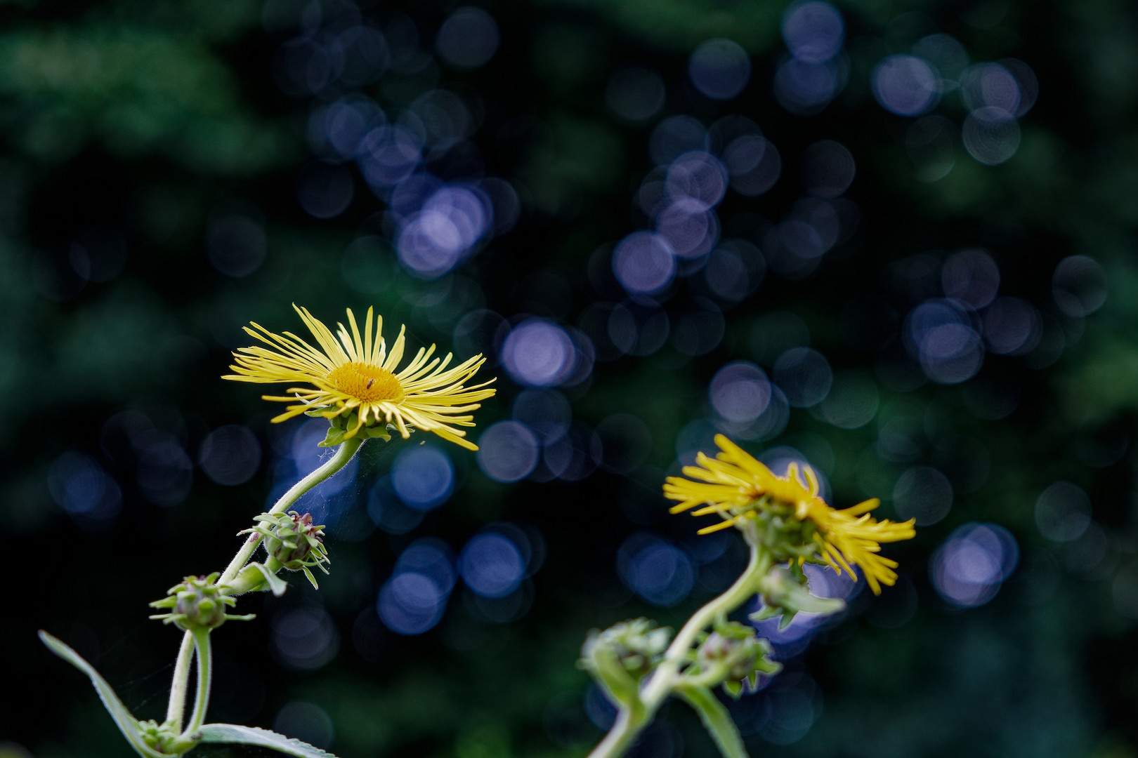 Echter Alant (Inula helenium)