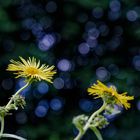 Echter Alant (Inula helenium)