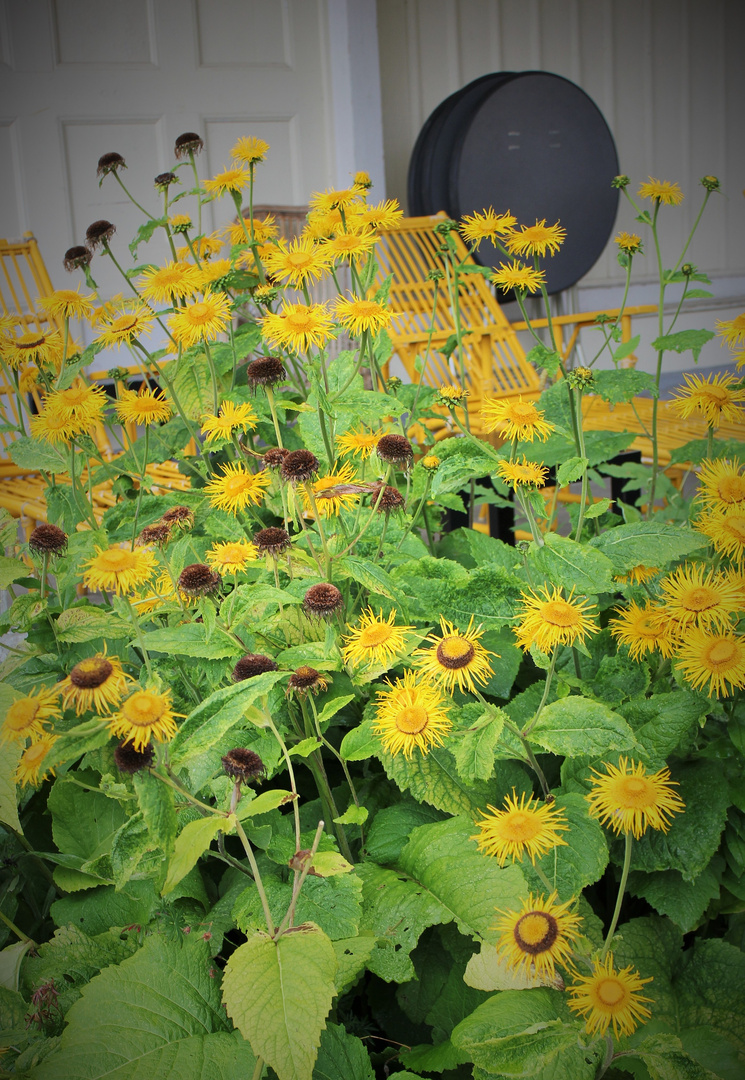 Echter Alant (Inula helenium L.)