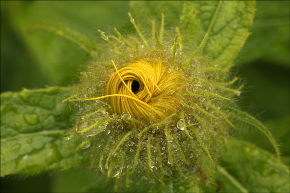 Echter Alant (Spaghetti)