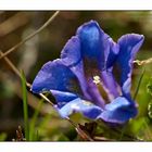 Echter Alpenenzian - Gentiana clusii