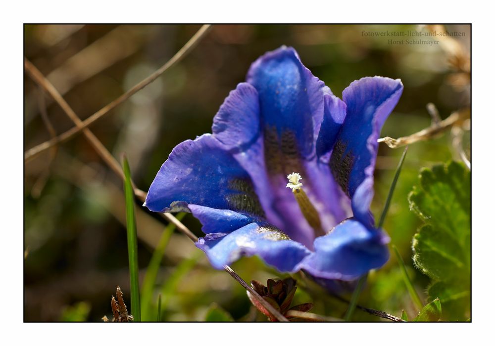 Echter Alpenenzian - Gentiana clusii