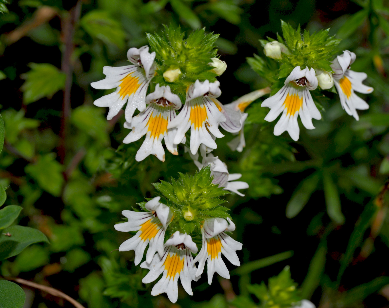 Echter Augentrost (Euphrasia officinalis)