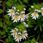 Echter Augentrost (Euphrasia officinalis)