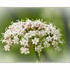 Echter Baldrian (Valeriana officinalis)