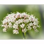 Echter Baldrian (Valeriana officinalis)