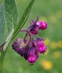 Echter Beinwell (Symphytum officinale)