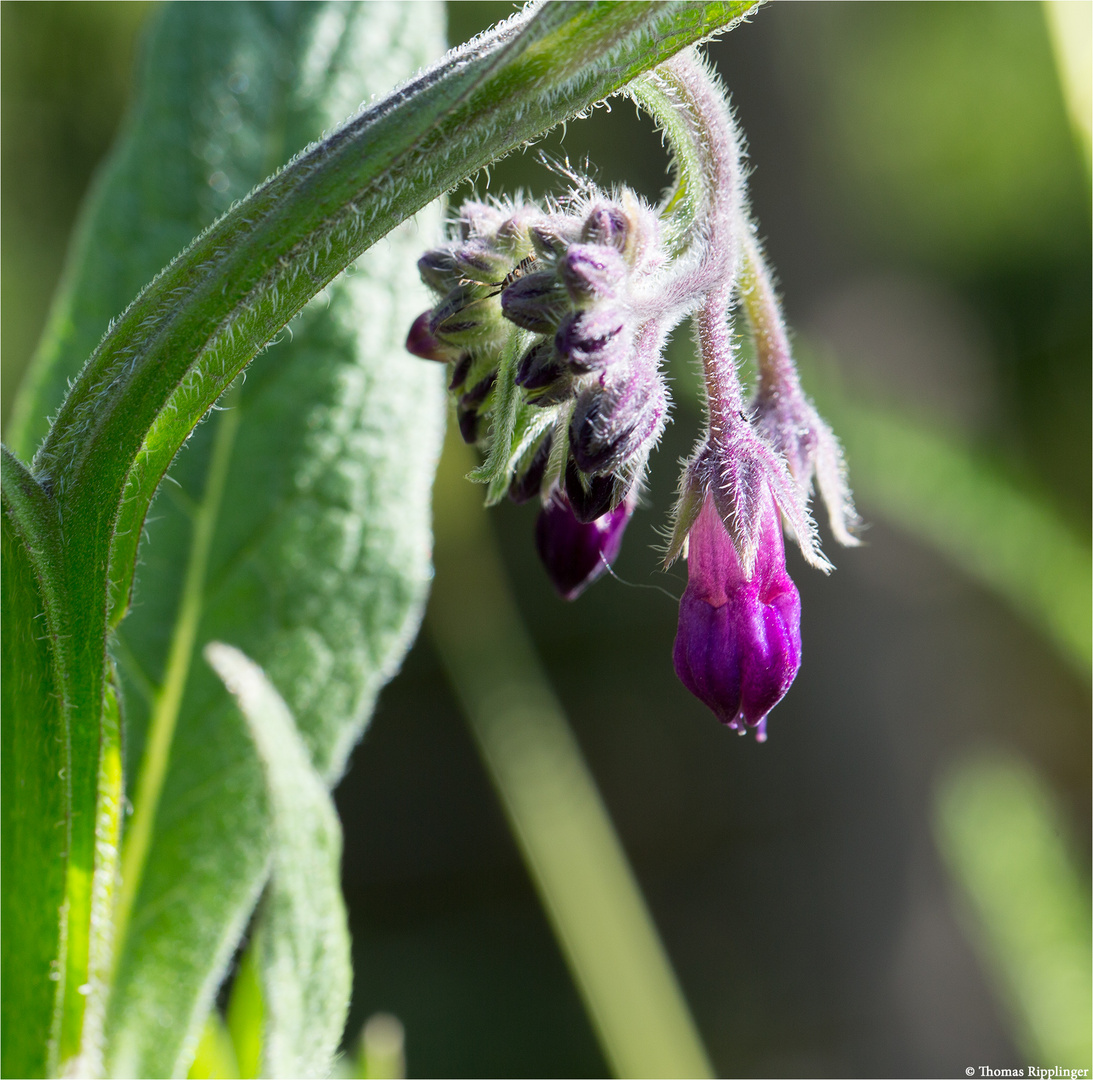 Echter Beinwell (Symphytum officinale)