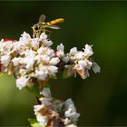 Echter Buchweizen (Fagopyrum esculentum)