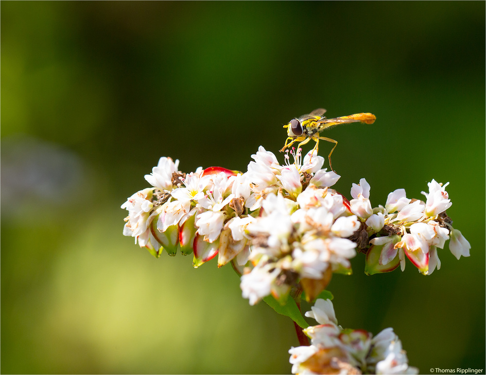 Echter Buchweizen (Fagopyrum esculentum)...