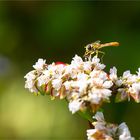 Echter Buchweizen (Fagopyrum esculentum)...