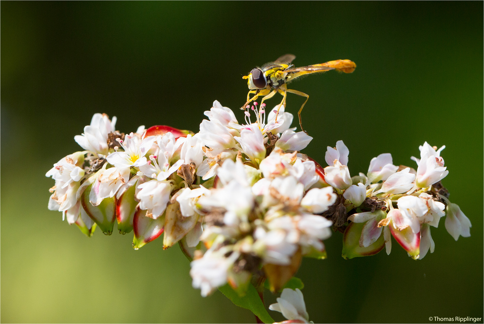 Echter Buchweizen (Fagopyrum esculentum).