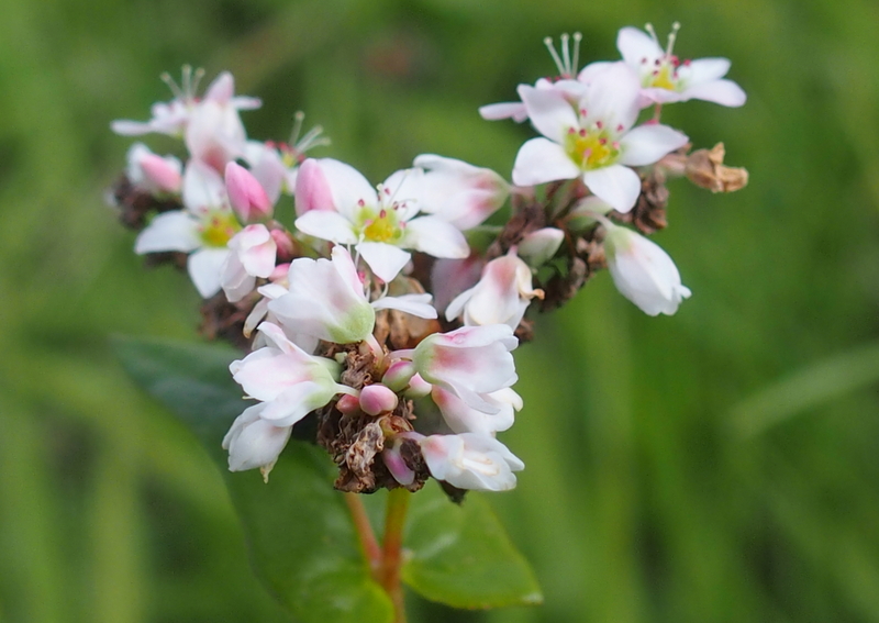 Echter Buchweizen 'Fagopyrum sculentum'