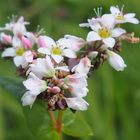 Echter Buchweizen 'Fagopyrum sculentum'