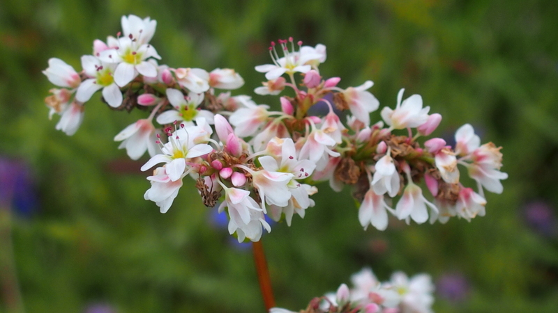 Echter Buchweizen 'Fagopyrum sculentum'