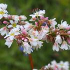 Echter Buchweizen 'Fagopyrum sculentum'