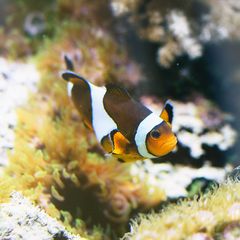 Echter Clownfisch (Amphiprion percula),  orange clownfish