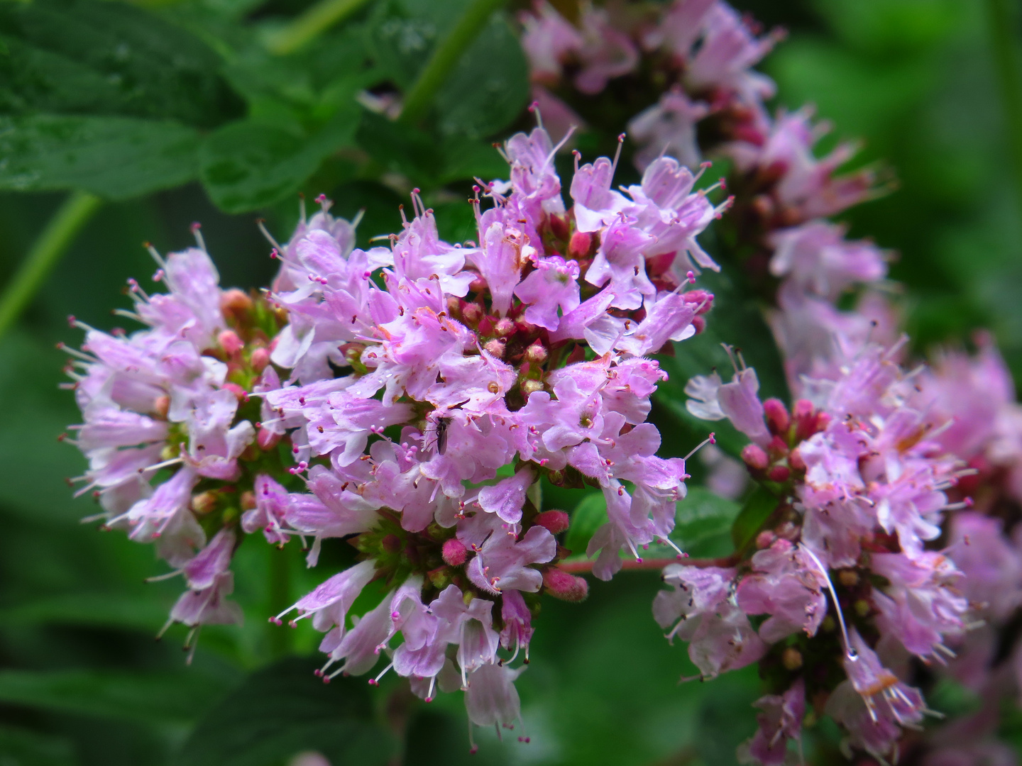 Echter Dost, Oregano, Origanum vulgare, Heil-und Gewürzpflanze