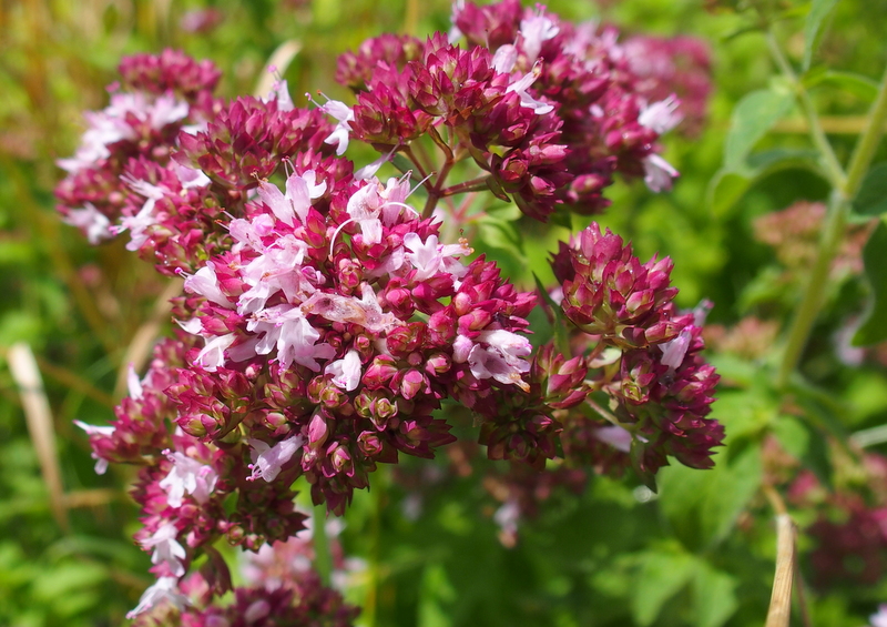 Echter Dost 'Origanum vulgare'