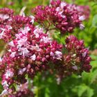 Echter Dost 'Origanum vulgare'