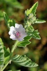 Echter Eibisch ( Althaea officinalis)