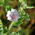 Echter Eibisch ( Althaea officinalis)