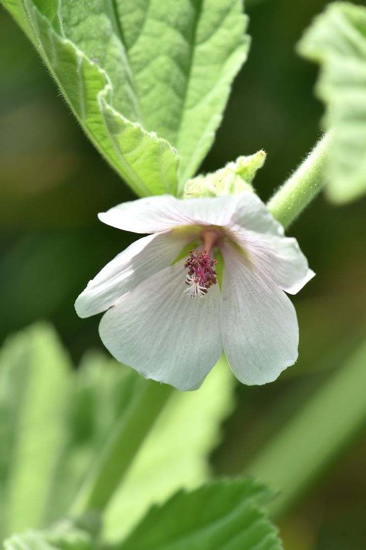 Echter Eibisch (Althaea officinalis)