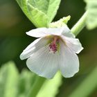 Echter Eibisch (Althaea officinalis)