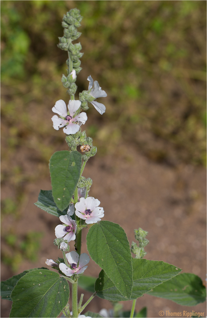 Echter Eibisch (Althaea officinalis) oder Arznei-Eibisch