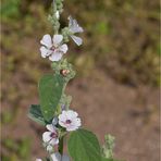 Echter Eibisch (Althaea officinalis) oder Arznei-Eibisch