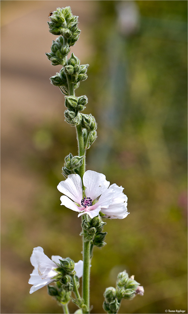 Echter Eibisch (Althaea officinalis) oder Arznei-Eibisch