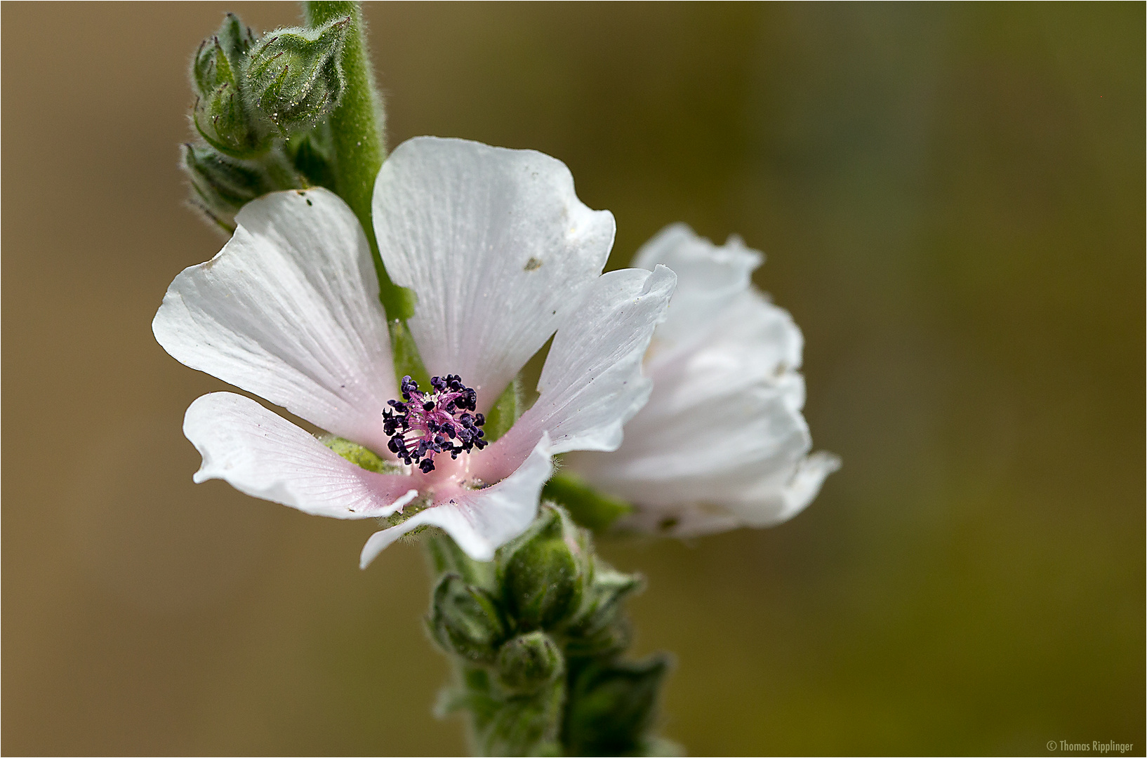 Echter Eibisch (Althaea officinalis) oder Arznei-Eibisch.