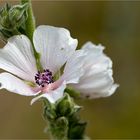 Echter Eibisch (Althaea officinalis) oder Arznei-Eibisch.