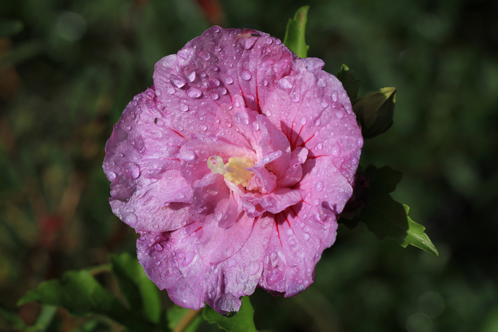 Echter Eibisch, Blüte mit Regentropfen, Althaea officinalis, Heilpflanze