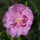 Echter Eibisch, Blüte mit Regentropfen, Althaea officinalis, Heilpflanze