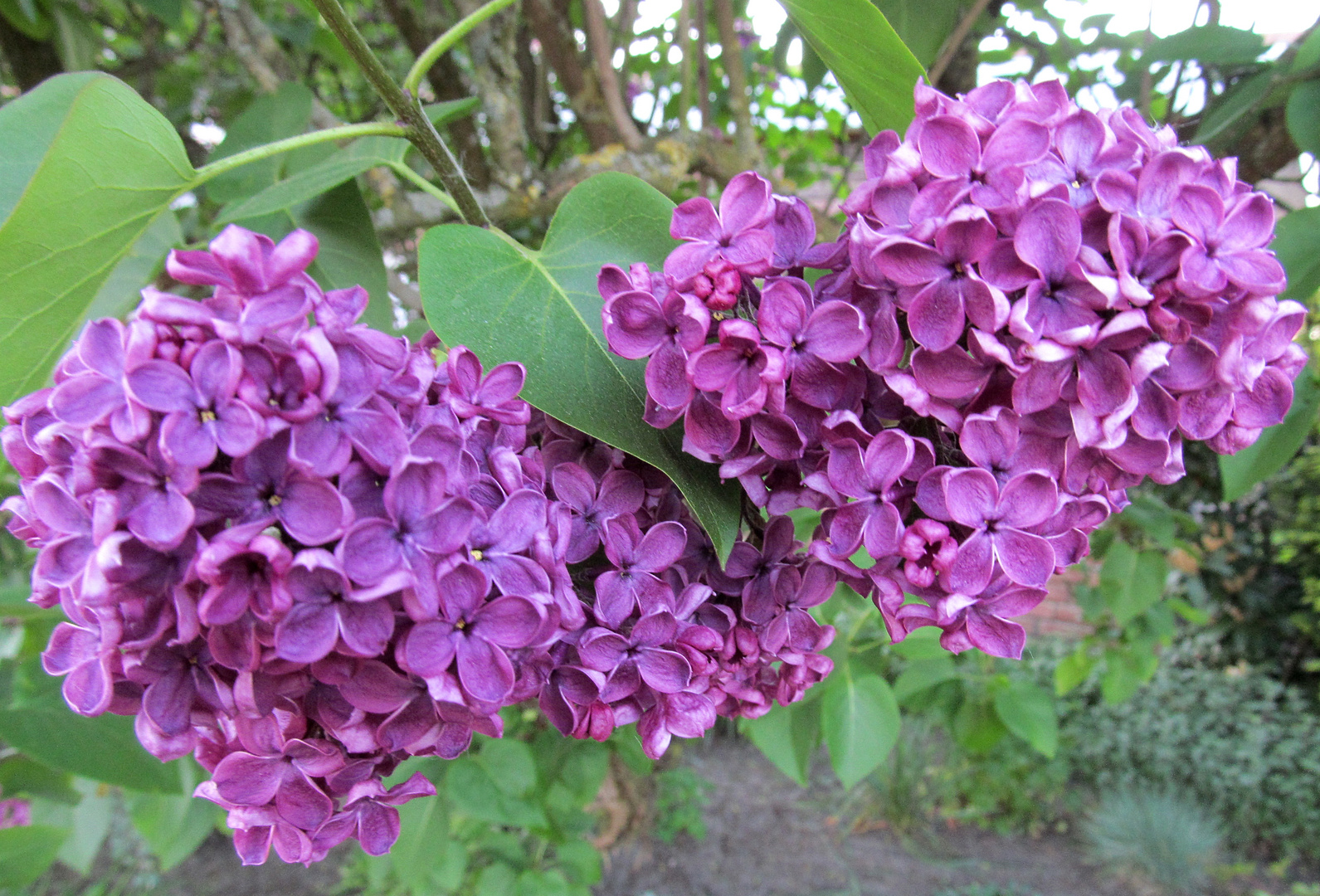 Echter Flieder in Nachbar`s Garten !