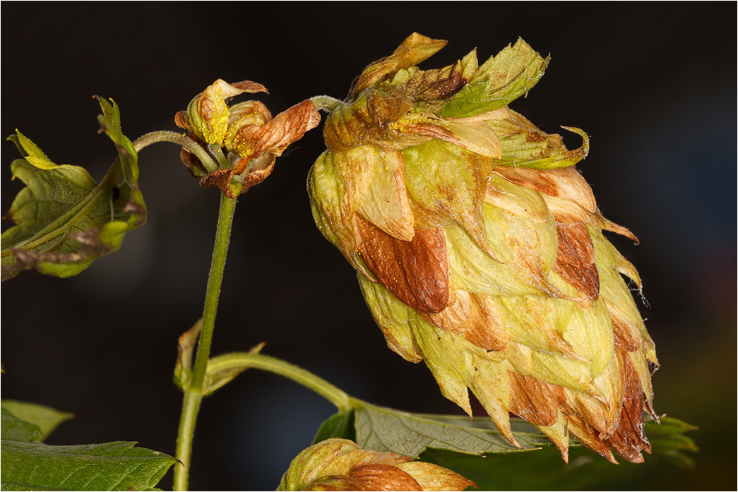 Echter Hopfen …