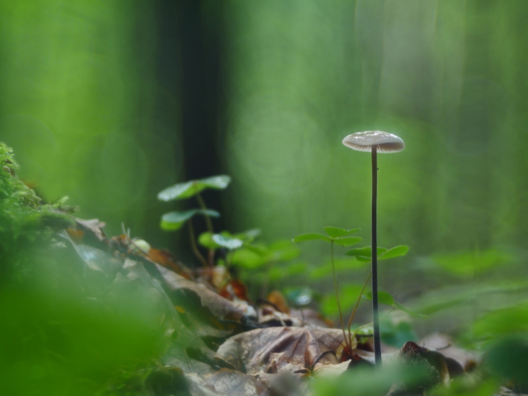 Echter Knoblauchschwindling (Mycetinis scorodonius)