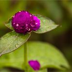 Echter Kugelamarant (Gomphrena globosa).