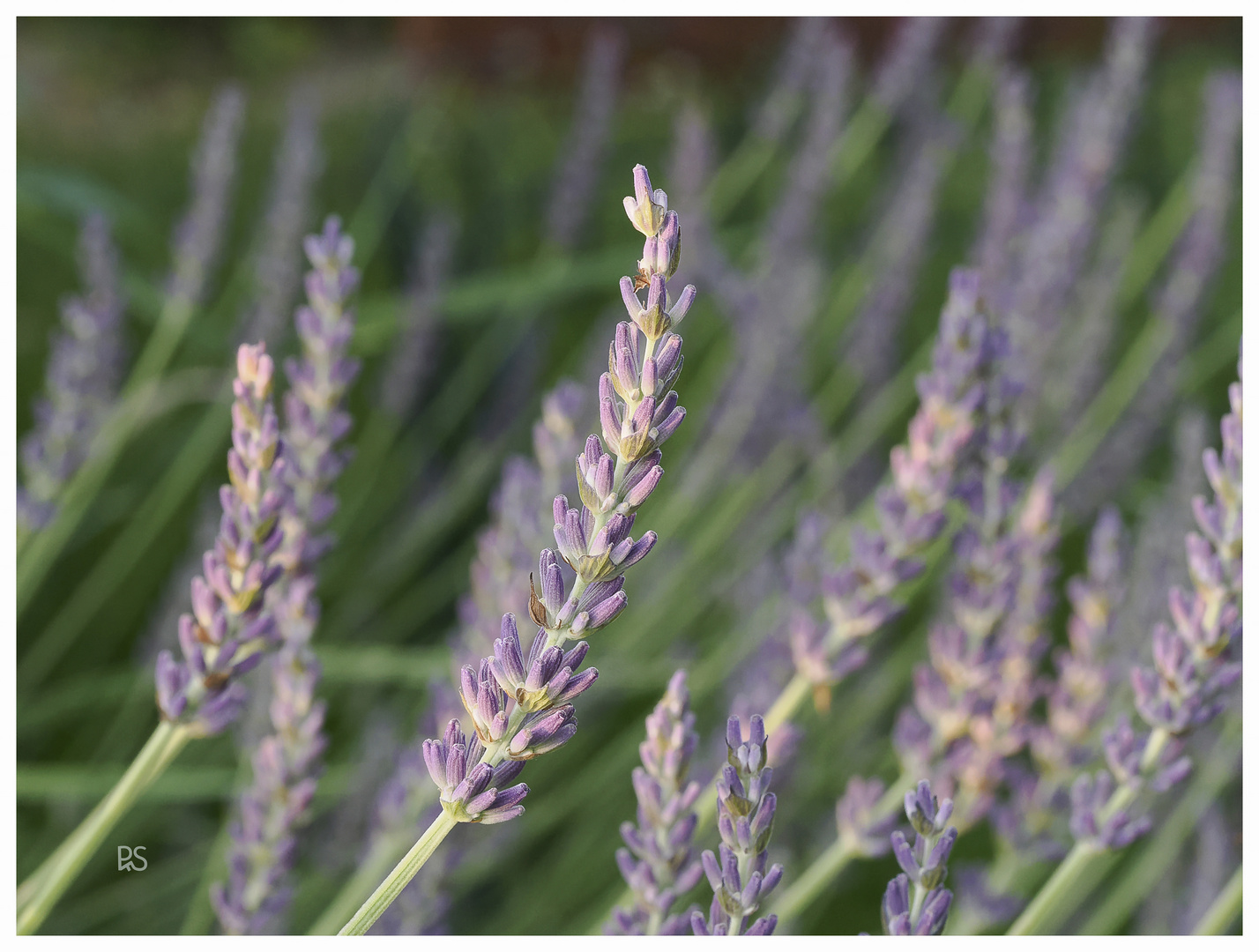 Echter Lavendel