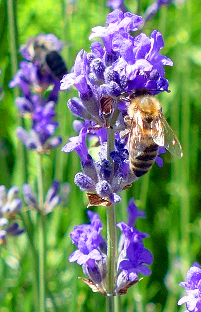 Echter Lavendel