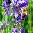 Echter Lavendel