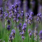 Echter Lavendel-Lavandula angustifolia