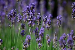 Echter Lavendel-Lavandula angustifolia