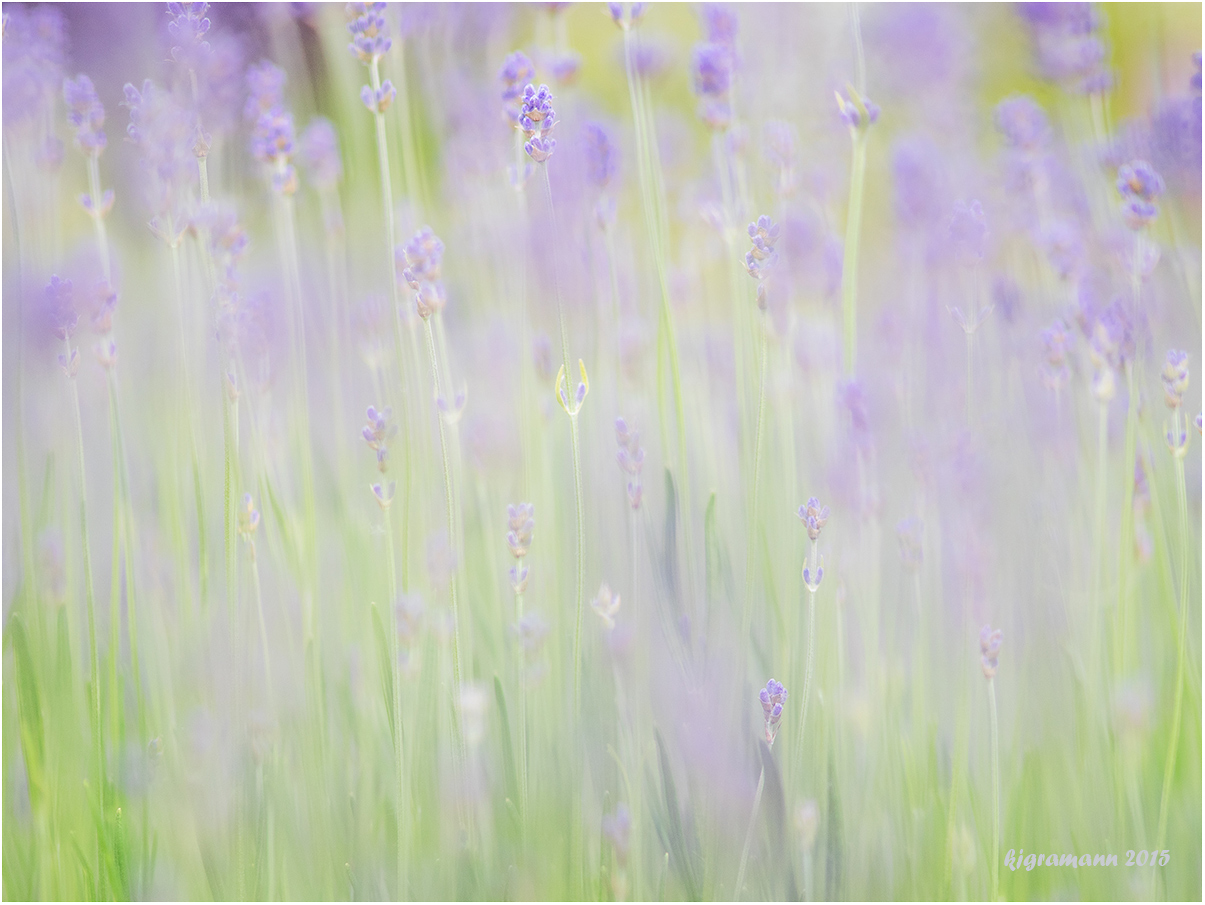 echter lavendel (lavandula angustifolia)....