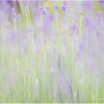 echter lavendel (lavandula angustifolia)....